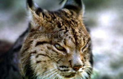 Lince Ibrico